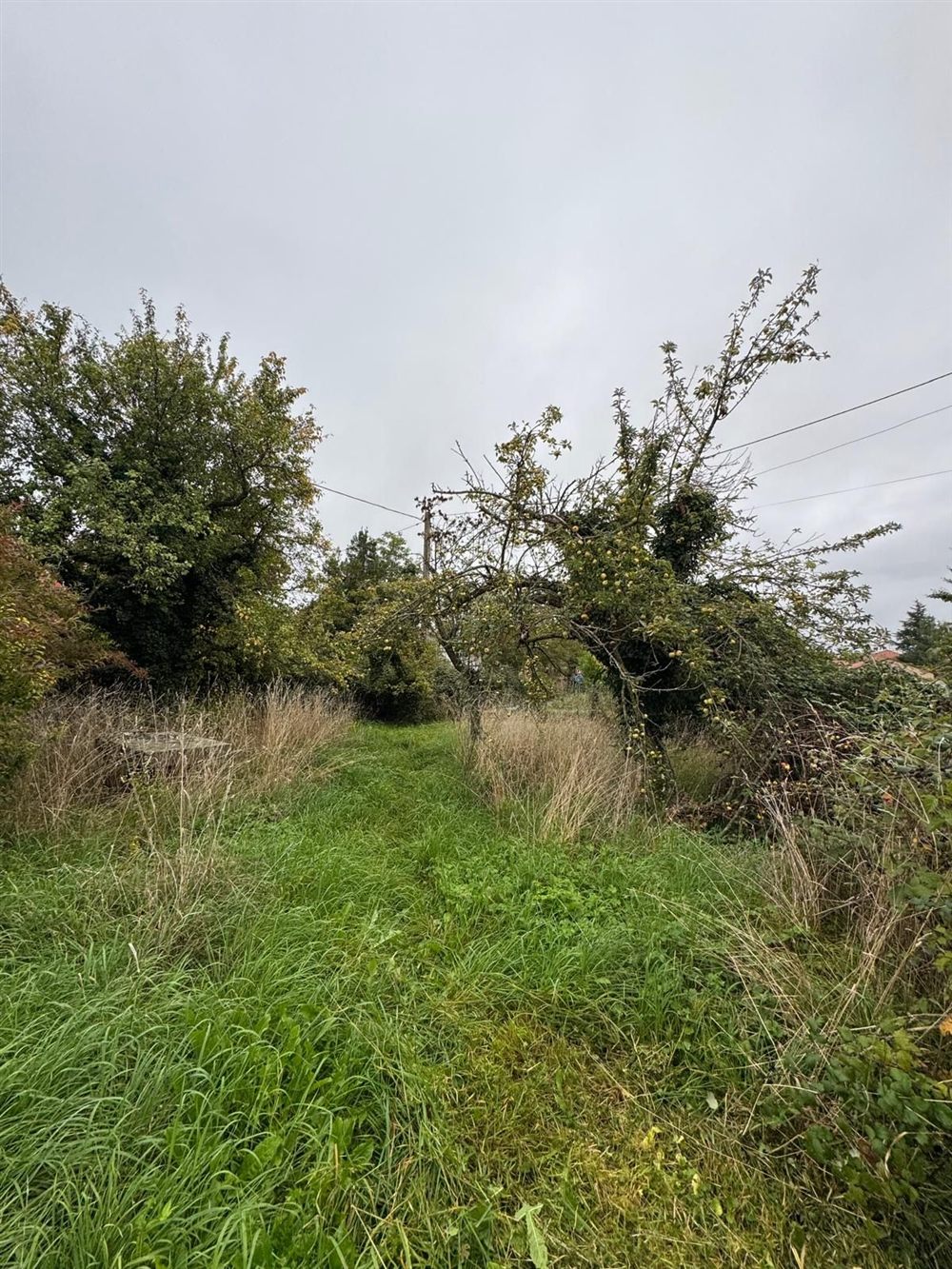 Verger envahi par les herbes (avant)