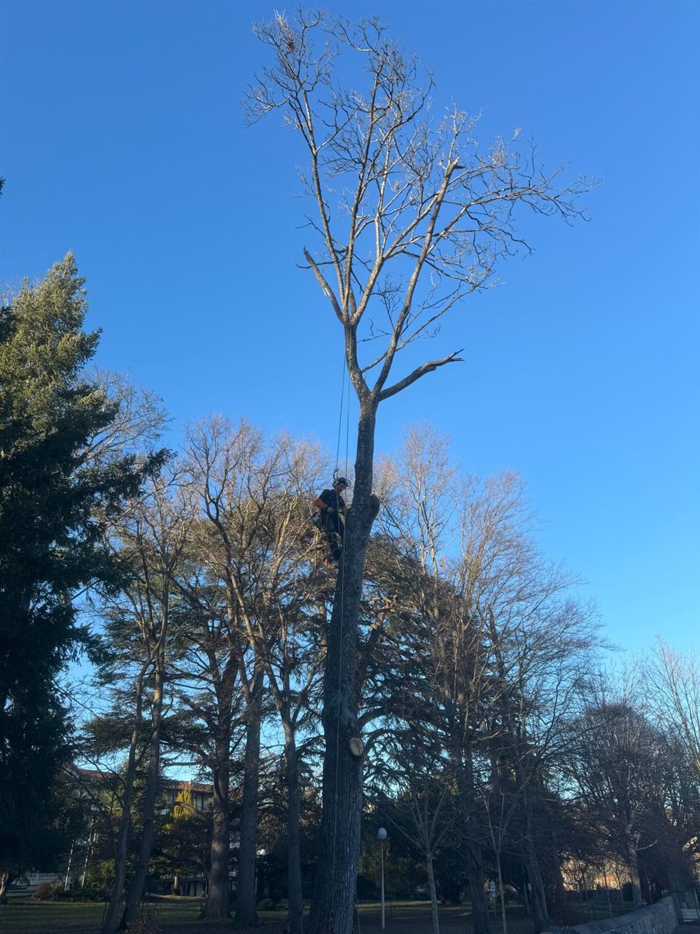 Démontage d'un arbre en hauteur