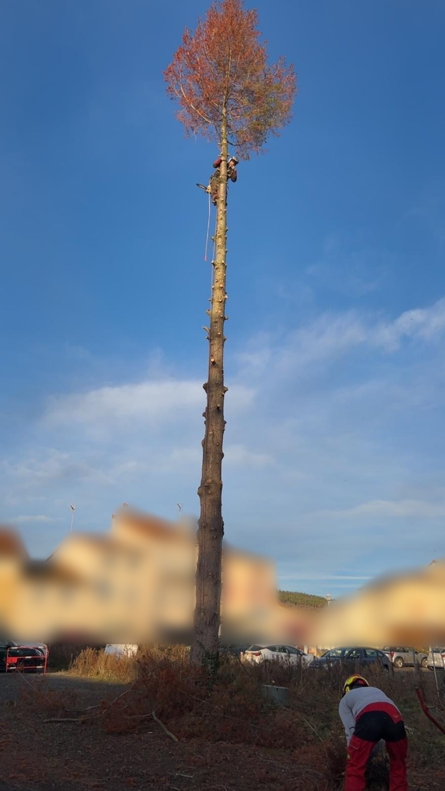 Démontage d'un sapin