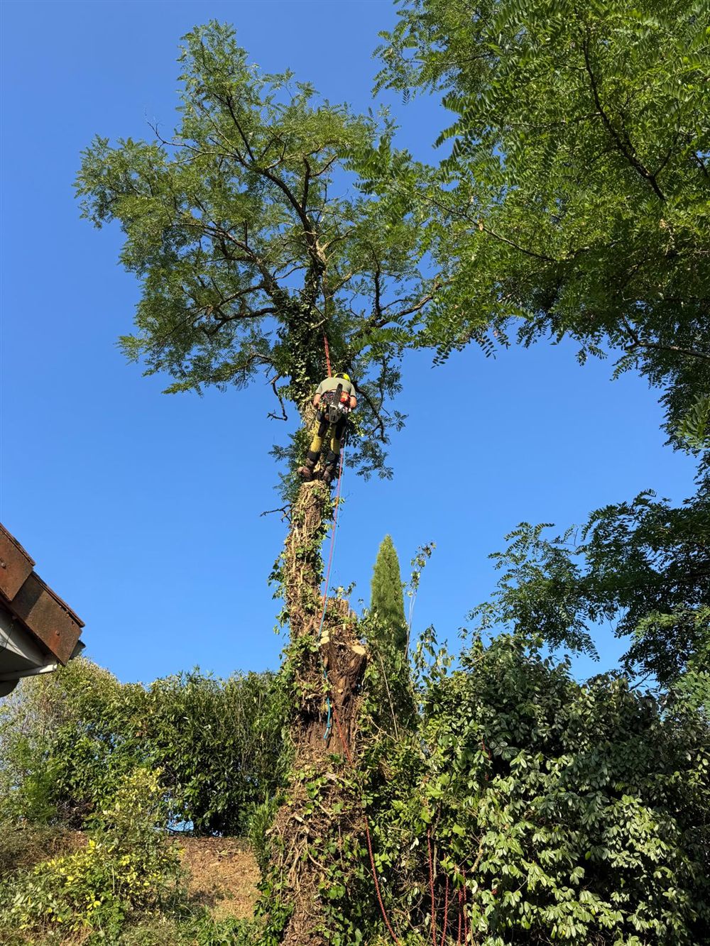 Démontage d'un arbre envahi de lierre