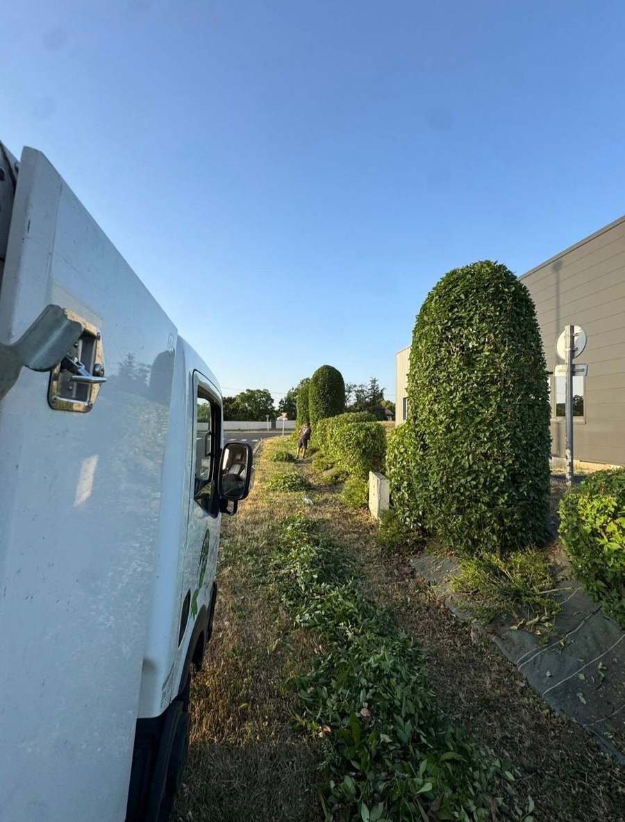 Alignement de topiaires (après)