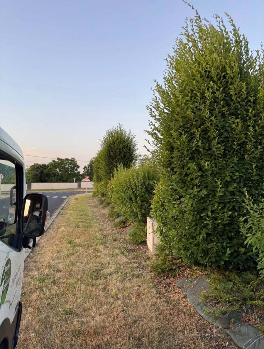 Alignement de topiaires (avant)