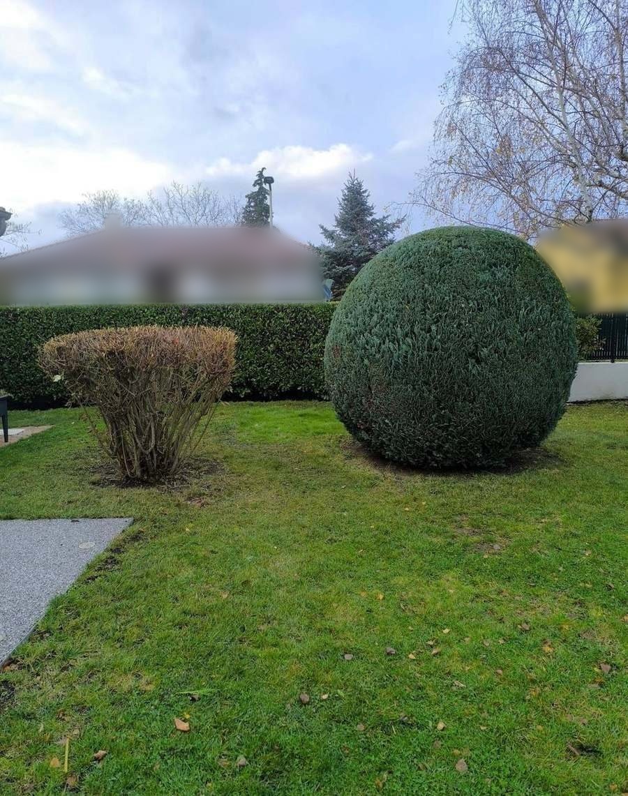 Boule et saule, remise en forme (après)